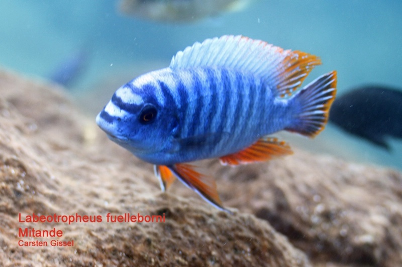 Labeotropheus fuelleborni 'Mitande Reef (Rocks)'